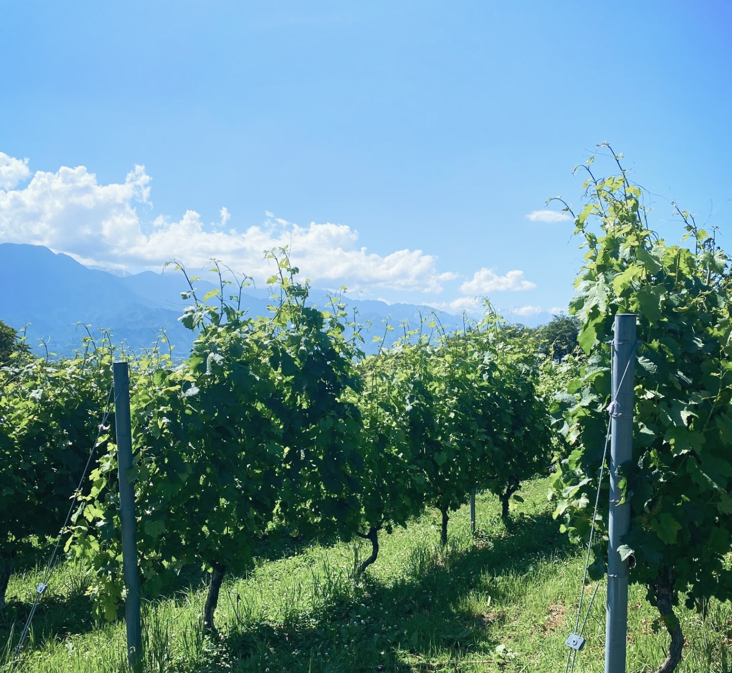 ブドウの名産地安曇野のテロワールをワインに詰めて