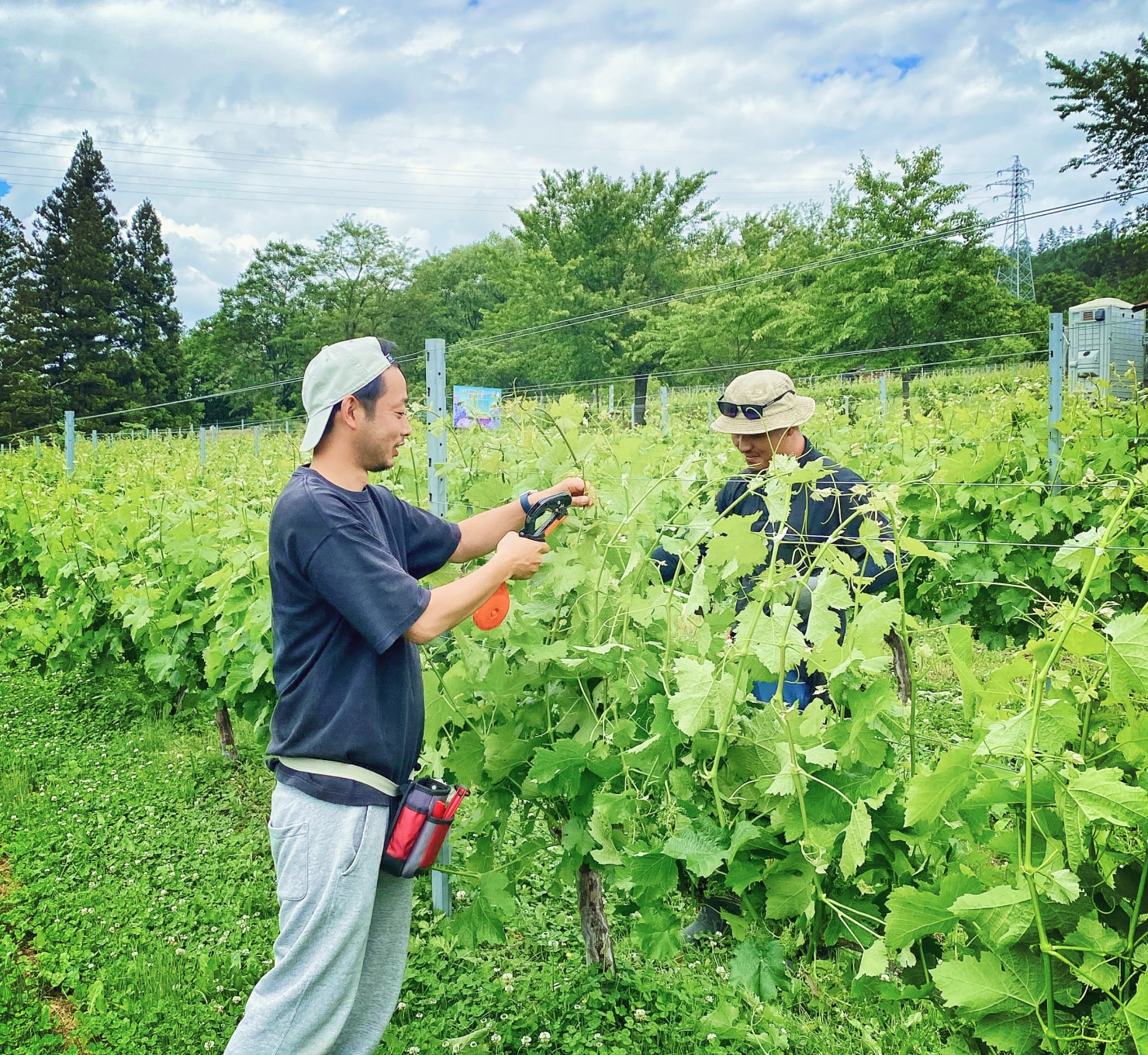 栽培、醸造、ラベル貼りまで手仕事で丹精を込めて
